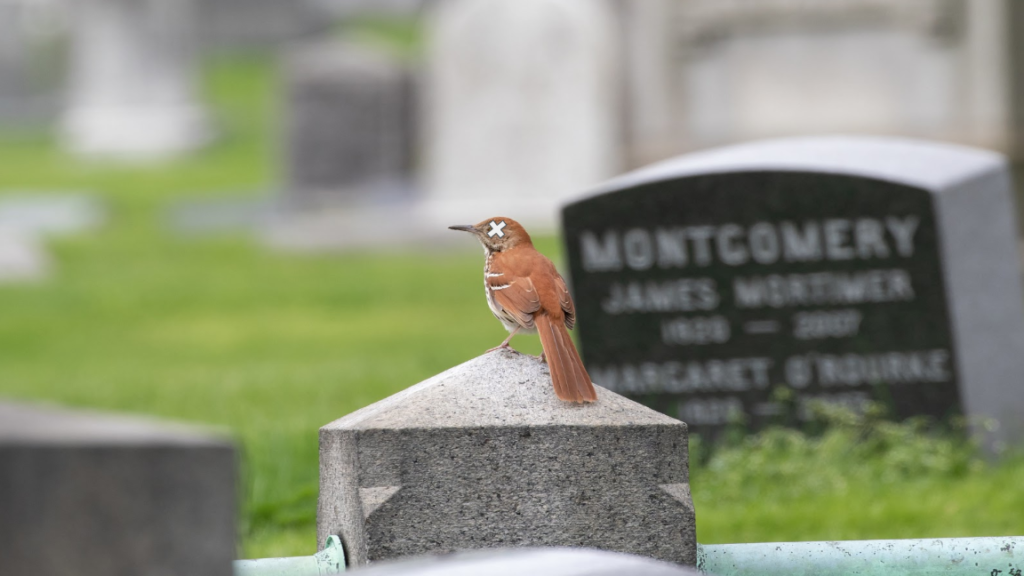 a bird on a tombstone