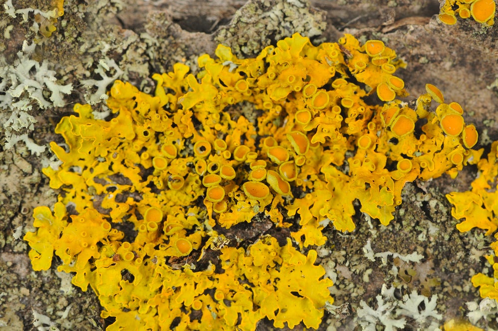 A close-up of xanthoria parietina (golden shield lichen) growing on tree bark