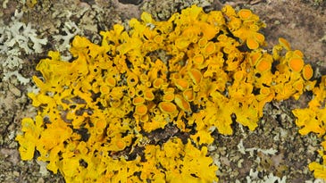 After the dinosaurs died, lichens found a way