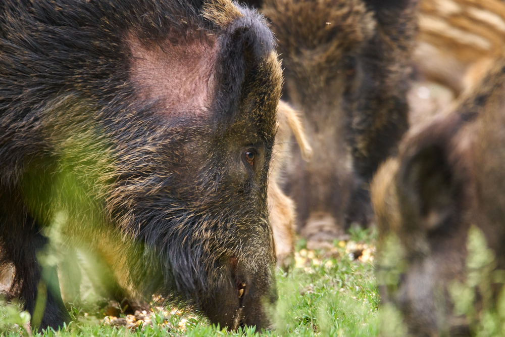 Feral pigs are ruining ecosystems across 35 states and hunting is making it worse