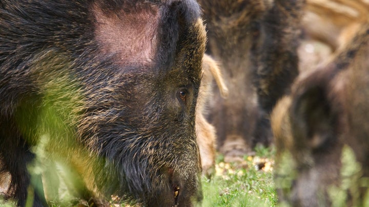 Feral pigs are ruining ecosystems across 35 states and hunting is making it worse