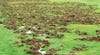Feral pigs rooting USDA invasive pest damage landscape