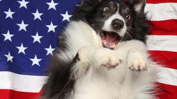 Six ways you can ease your dog’s fear of fireworks
