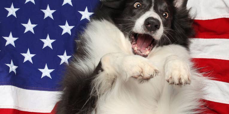 Six ways you can ease your dog’s fear of fireworks