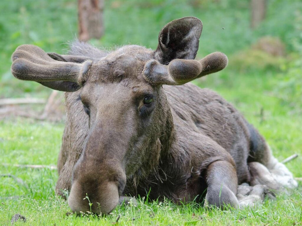 a bull moose with growing antlers