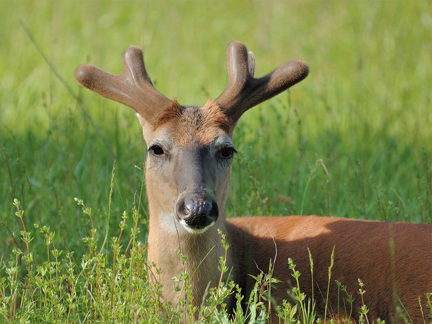 Antler Development in White-tailed Deer: Implications for