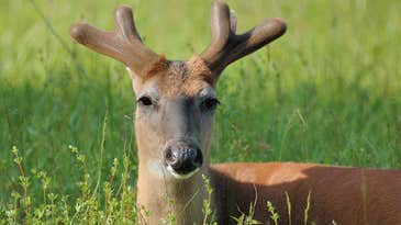 How do deer grow antlers so quickly?