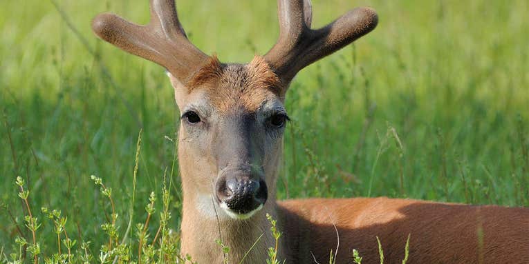 How do deer grow antlers so quickly?