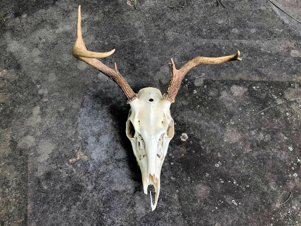 a deer skull with abnormal antlers
