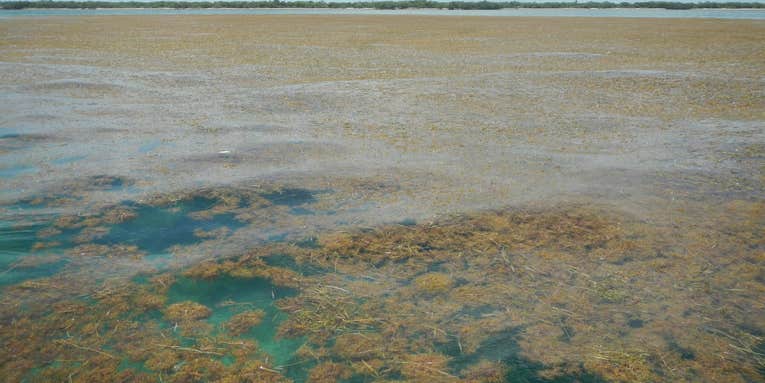 This killer belt of seaweed stretches all the way across the Atlantic