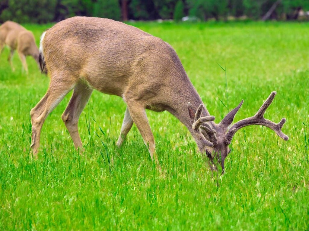 whitetail buck eating in a green grassy field