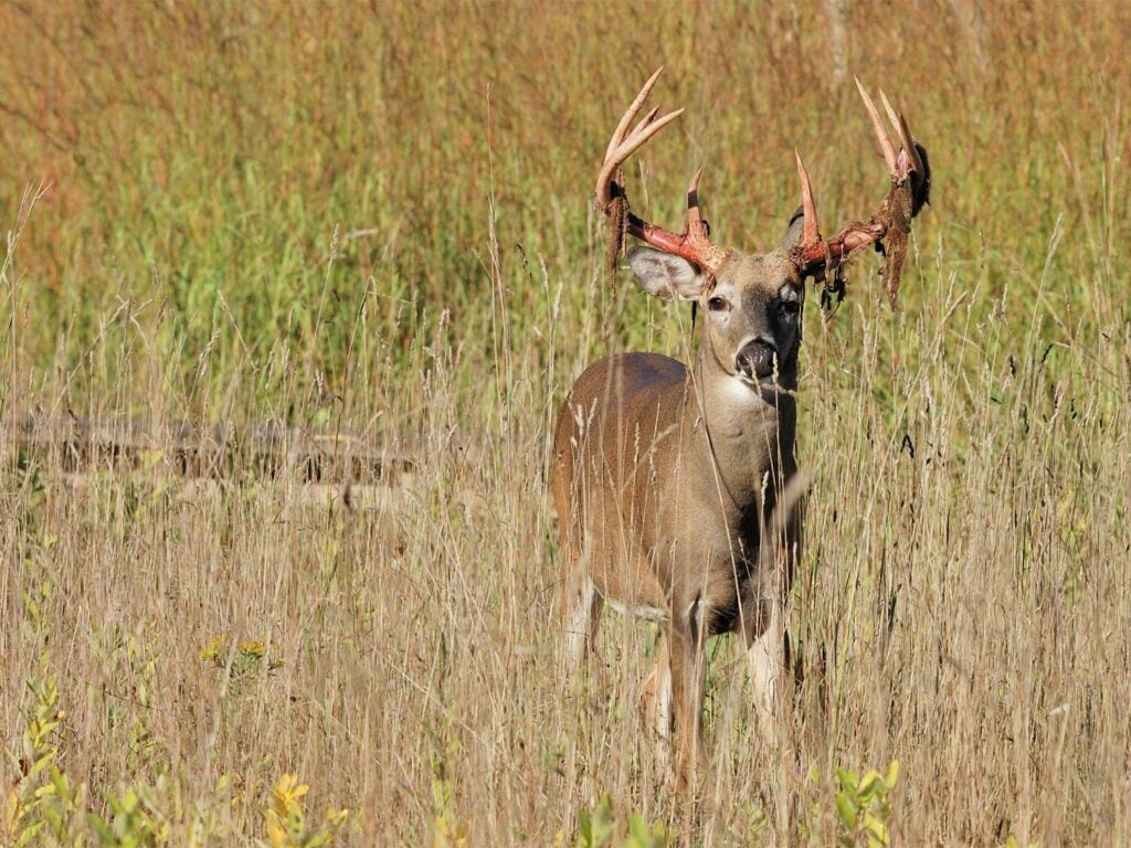 a whitetail buck standing in a field while shedding velvet