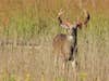 a whitetail buck standing in a field while shedding velvet