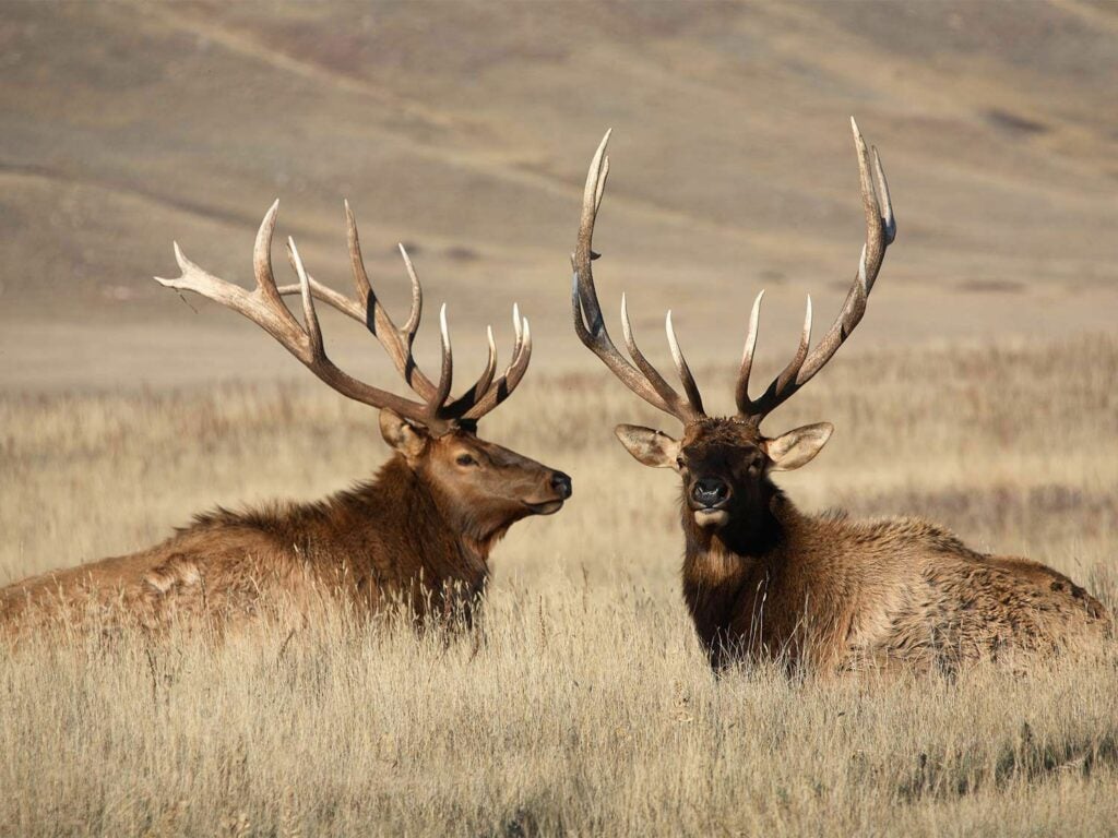 two bull elk antlers laying in a field