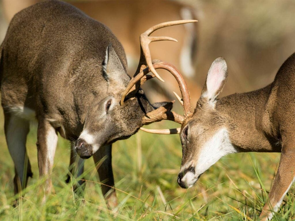 two whitetails sparring with their antlers