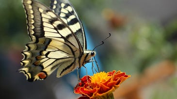 A beginner’s guide to butterfly watching