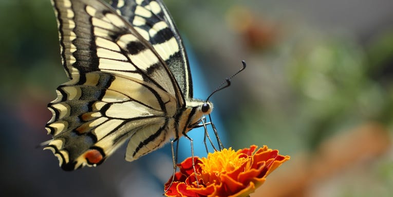 A beginner’s guide to butterfly watching