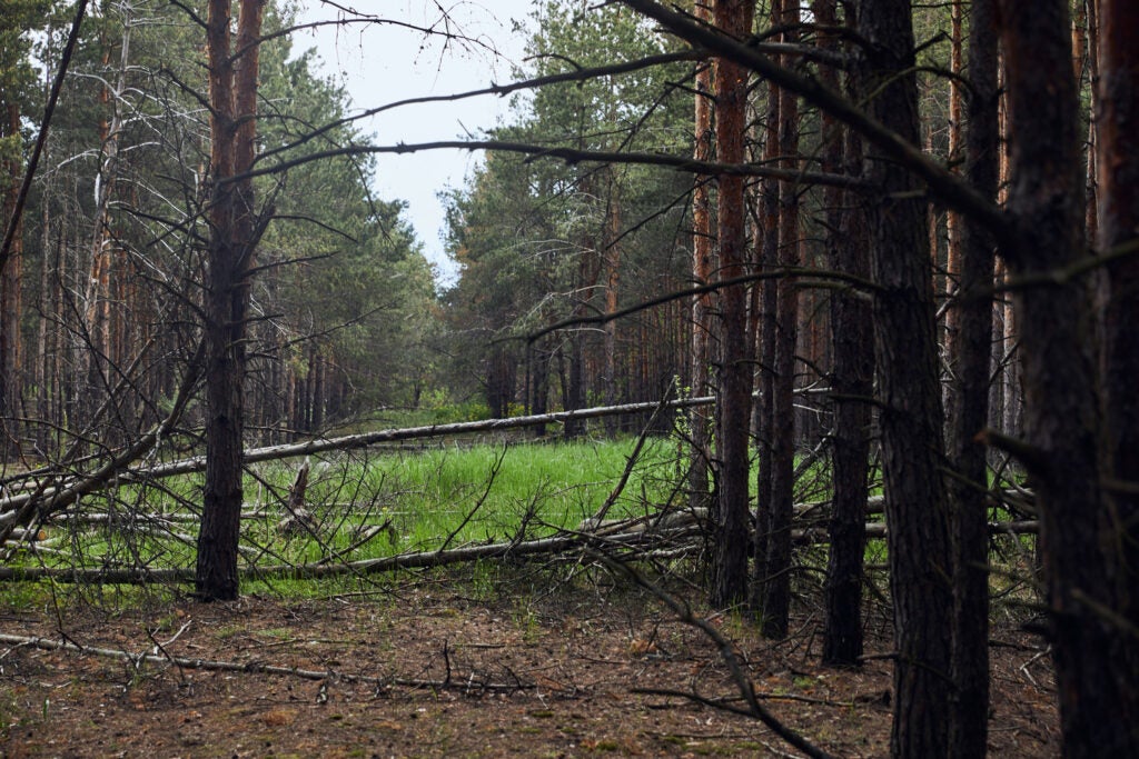 a field in a pine forest