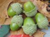 green oak acorns