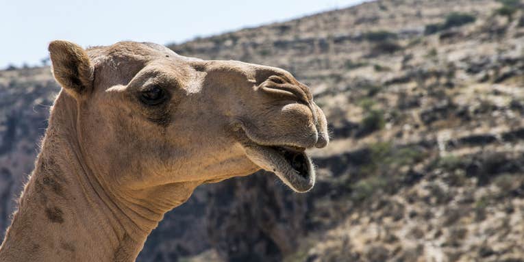 The weirdest things we learned this week: Nazis ate camel poop and pregnancy tests spread a fungal plague