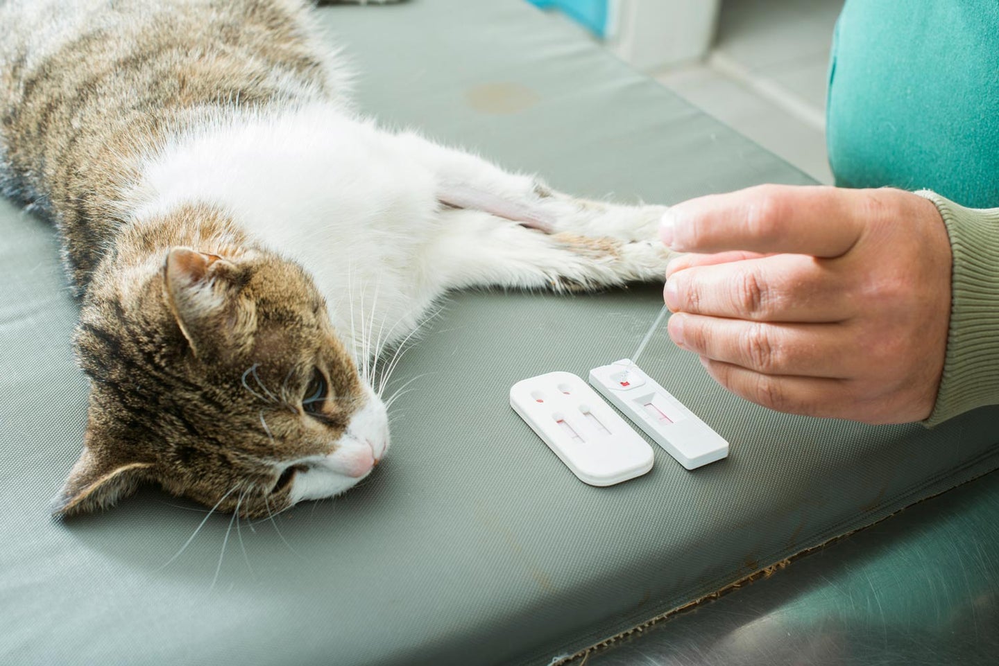 Pets can donate blood too | Popular Science