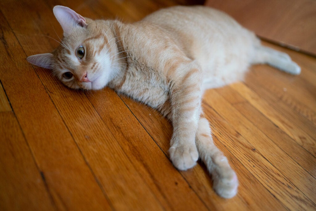 orange cat on wooden floor