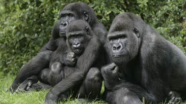 Gorillas can be cliquey, too. Here’s what that says about our own social lives.