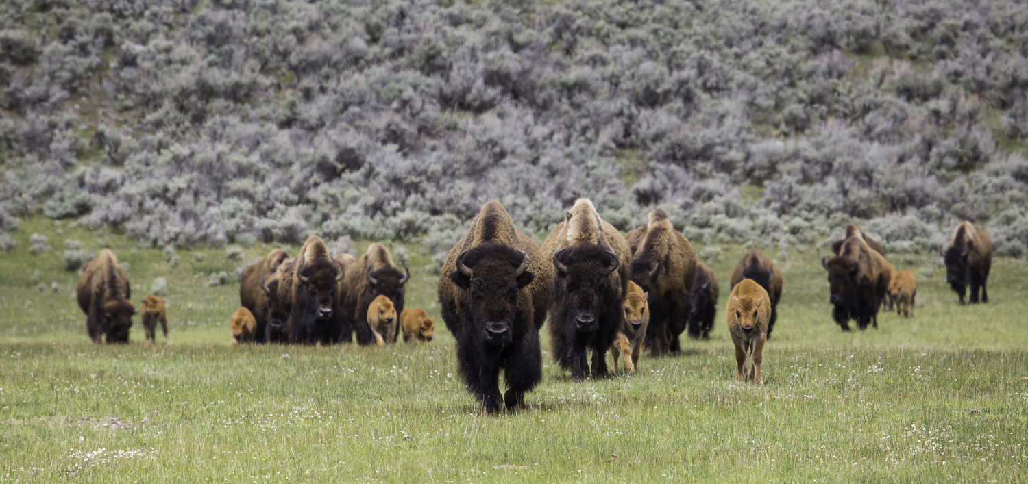 Bison herd with calves in Lamar Valley; Neal Herbert; May 2015; Catalog #20103d; Original #ndh-yell-7215