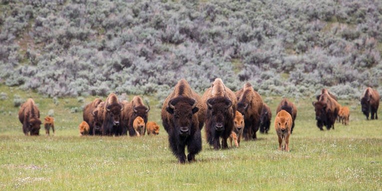 What to do if you encounter a bison