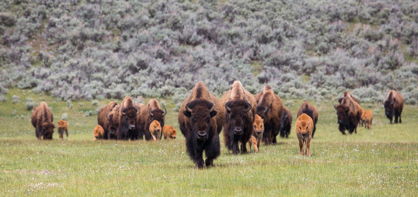 Bison herd with calves in Lamar Valley; Neal Herbert; May 2015; Catalog #20103d; Original #ndh-yell-7215