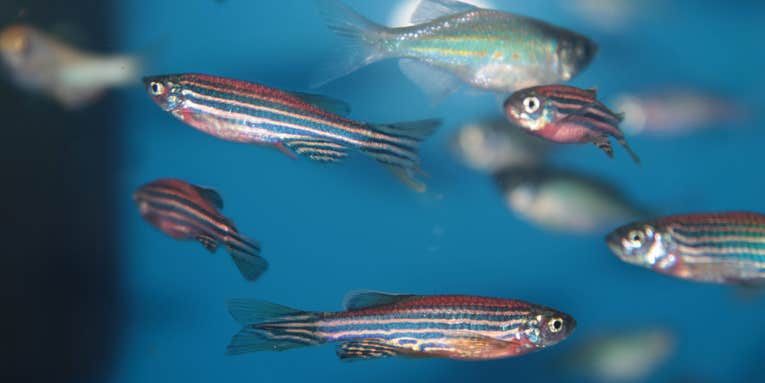 Zebrafish could teach humans a lot about the science of sleep