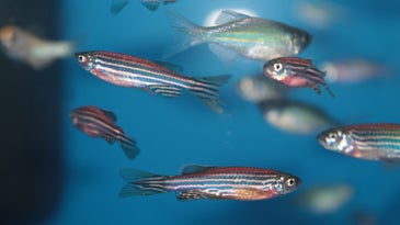Zebrafish could teach humans a lot about the science of sleep
