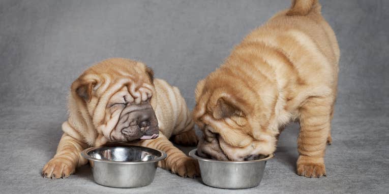 Homemade dog food can actually deprive pets of essential nutrients