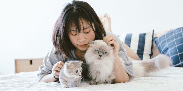 You’re probably petting your cat wrong