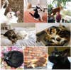 cat collage