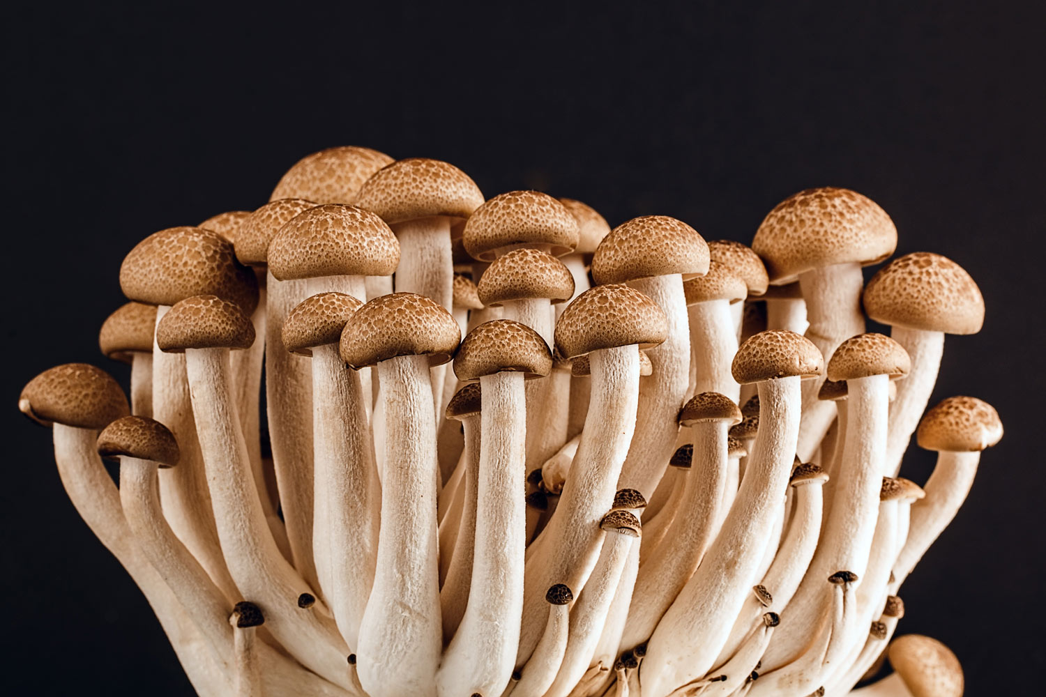 There’s a deadly fungus among us—and it’s spreading