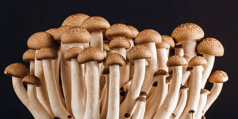 There’s a deadly fungus among us—and it’s spreading