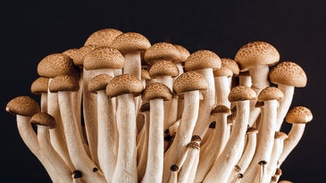 There's a deadly fungus among us—and it's spreading
