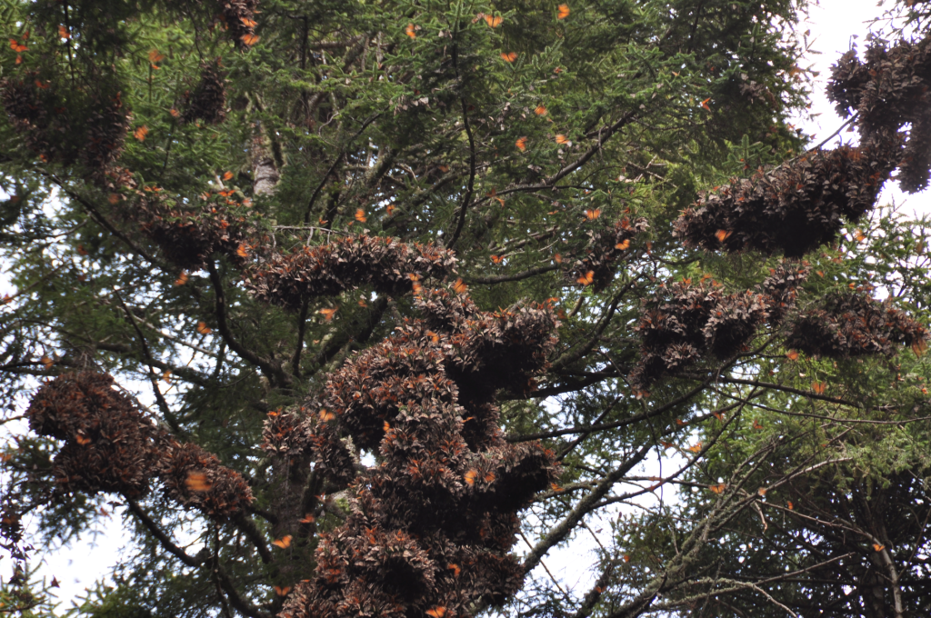 a tree full of monarch butterflies