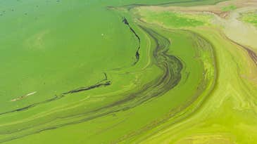 What are algae blooms and why are they bad?