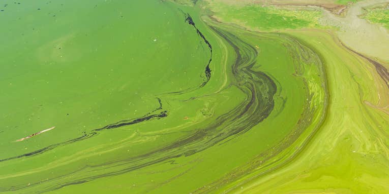 What are algae blooms and why are they bad?