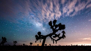 The iconic Joshua Tree is in trouble