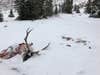 dead elk preserved in the snow