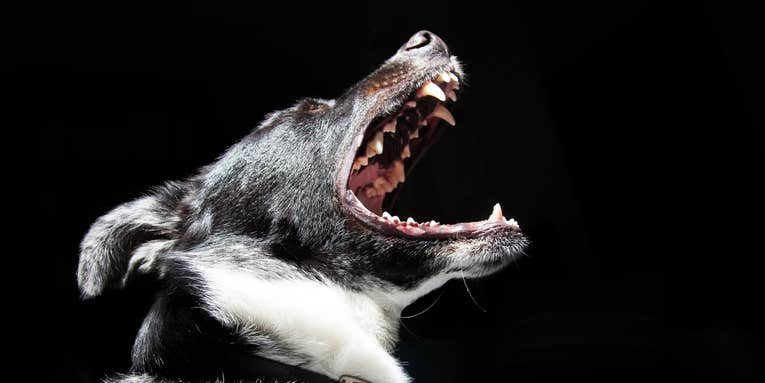 When to start worrying that a dog bite (or lick) might kill you