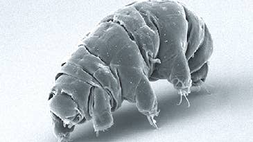 Tardigrades that crash-landed on the moon may still be alive, but they’re not having fun