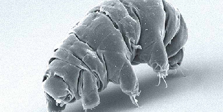 Tardigrades that crash-landed on the moon may still be alive, but they’re not having fun