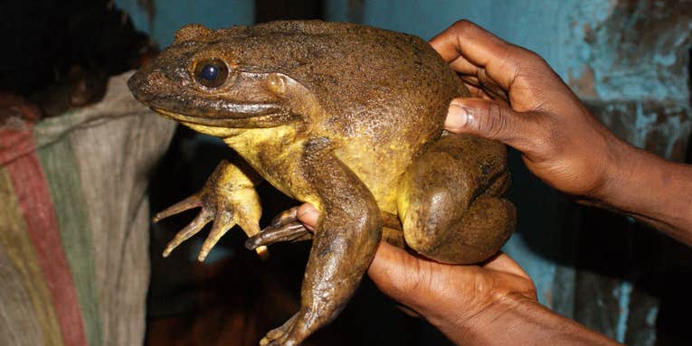 How these foot-long, 7-pound frogs got so jacked