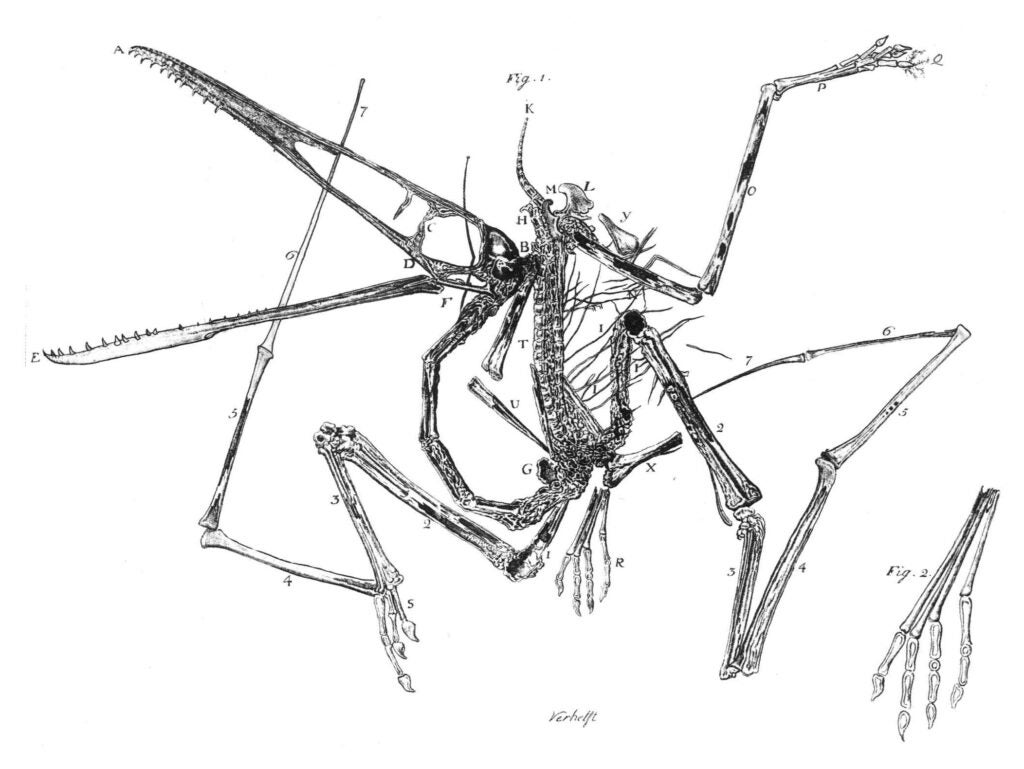 engraving of a pterodactyl fossil