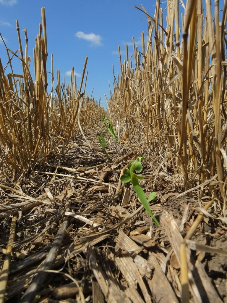 cover crop wheat