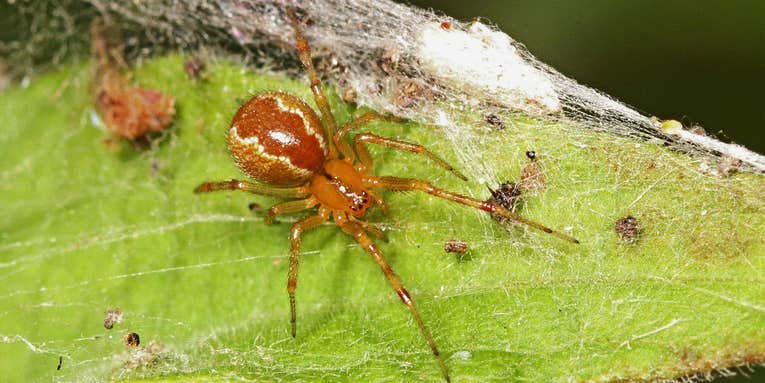 Extreme weather is making these spiders extra feisty